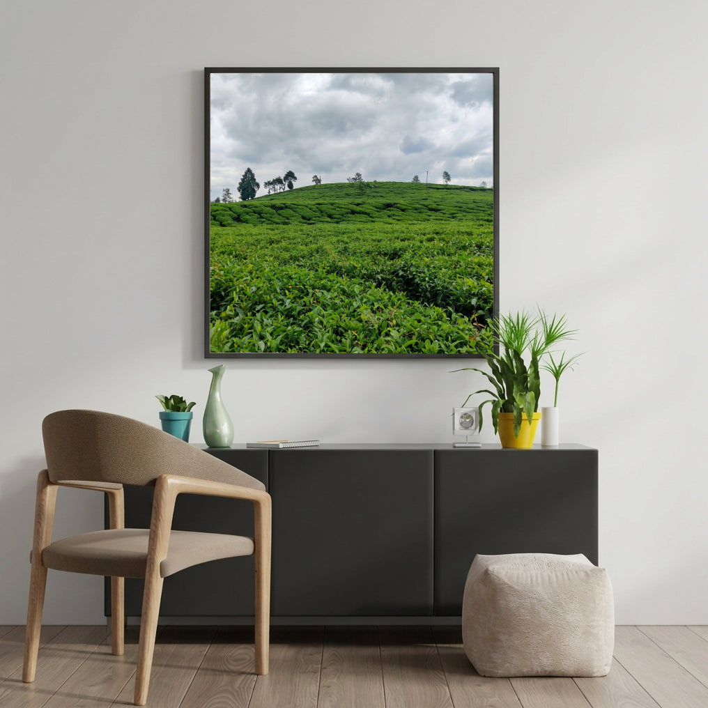 Green Tea Plantation Hills