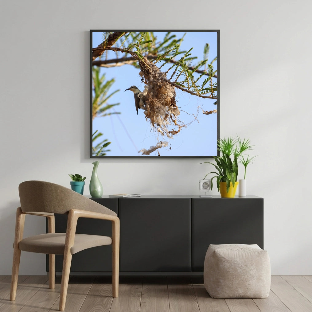 Sunbird at a Woven Nest