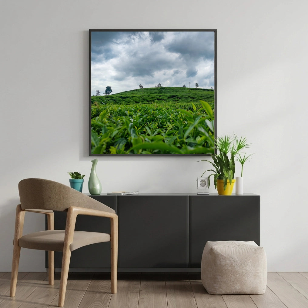 Tea Plantation Under a Storm Sky