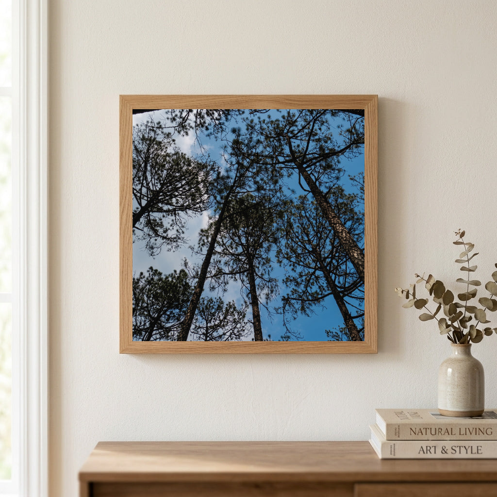Pine Tree Canopy Blue Sky