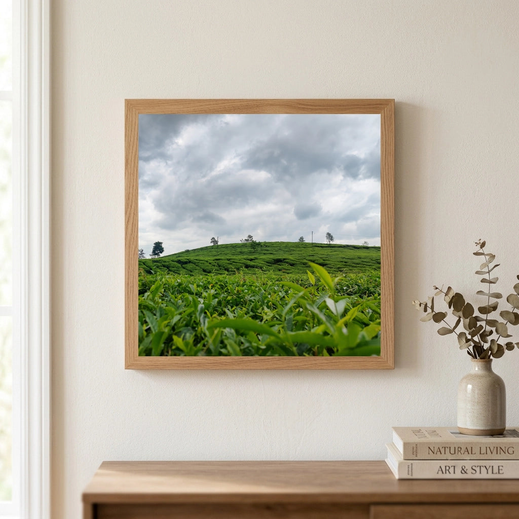 Tea Plantation Under a Cloudy Sky