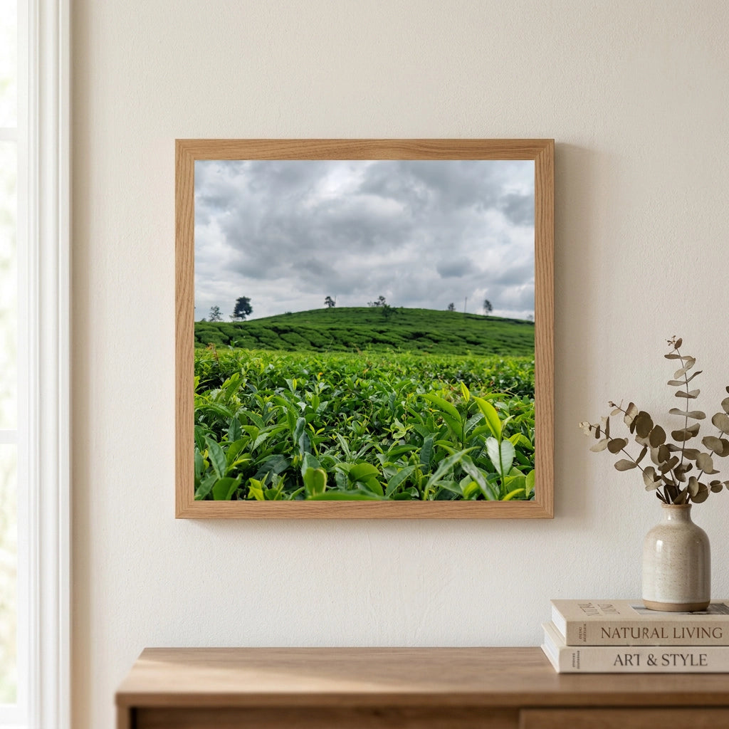 Rolling Tea Plantation Hills