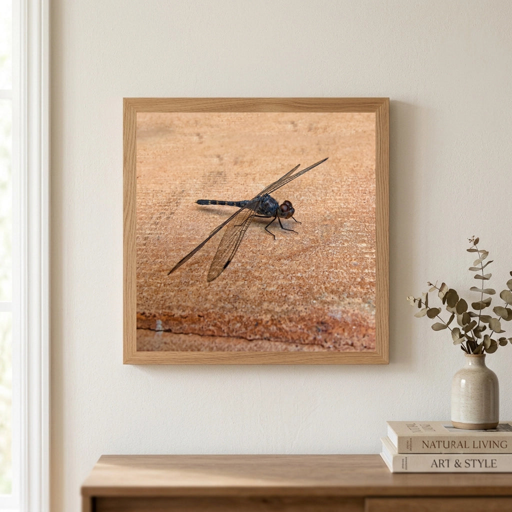 Dragonfly on Warm Stone