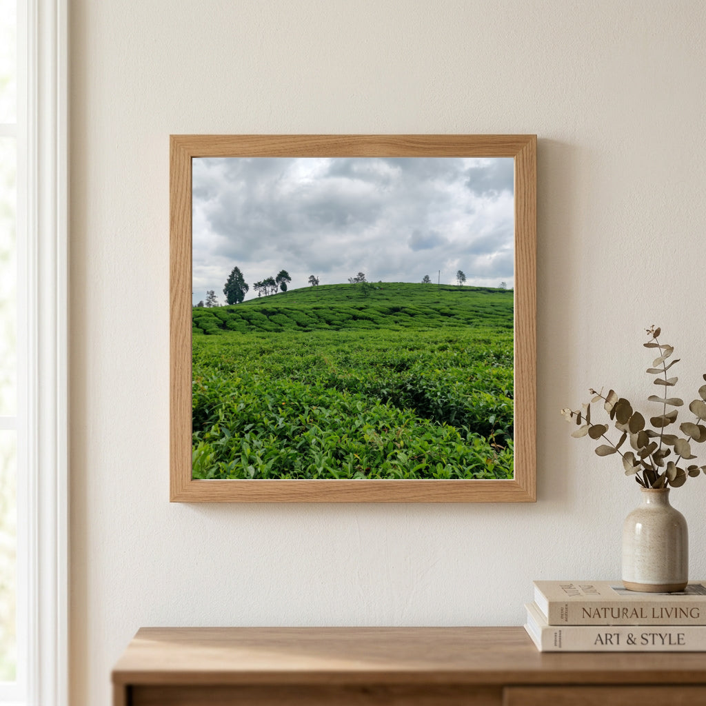 Green Tea Plantation Hills