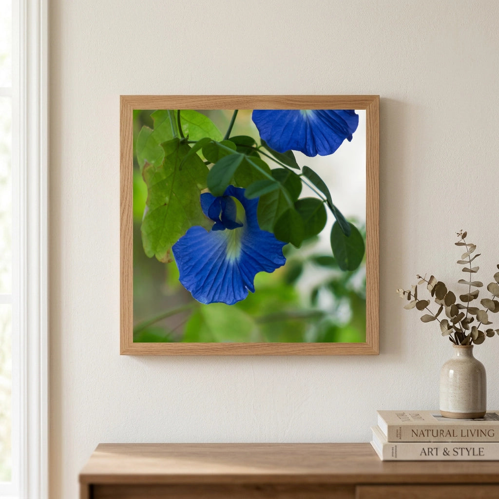 Blue Butterfly Pea Flowers