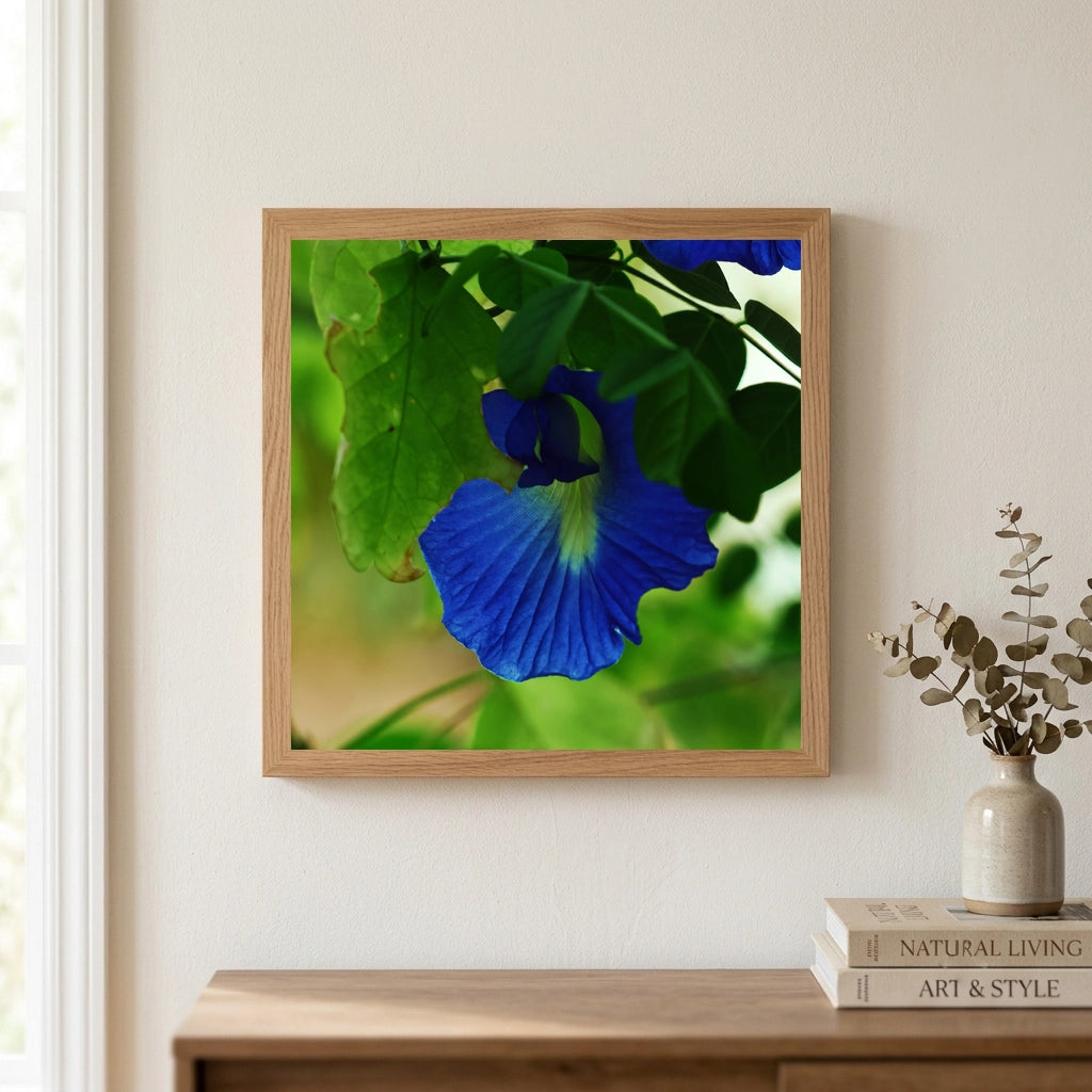 Blue Butterfly Pea Flower