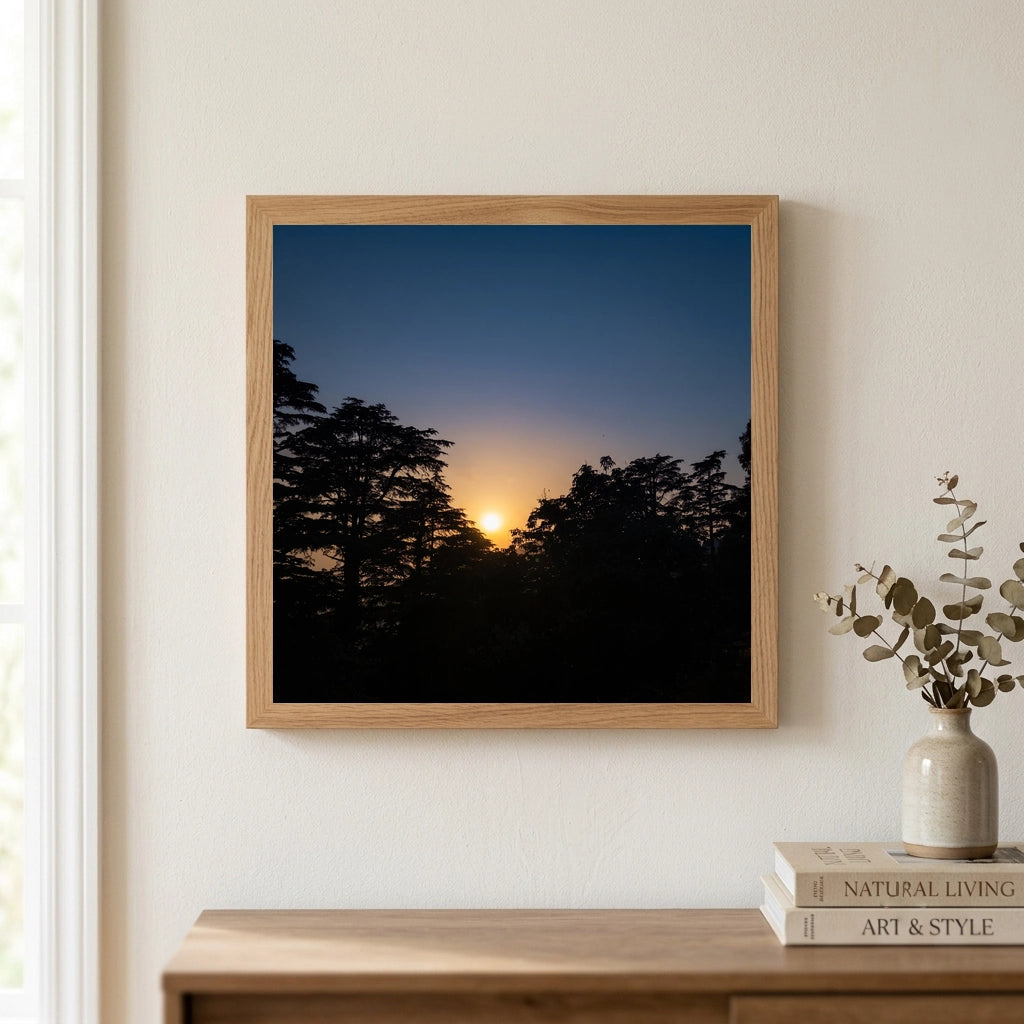 Sunset Behind Pine Trees