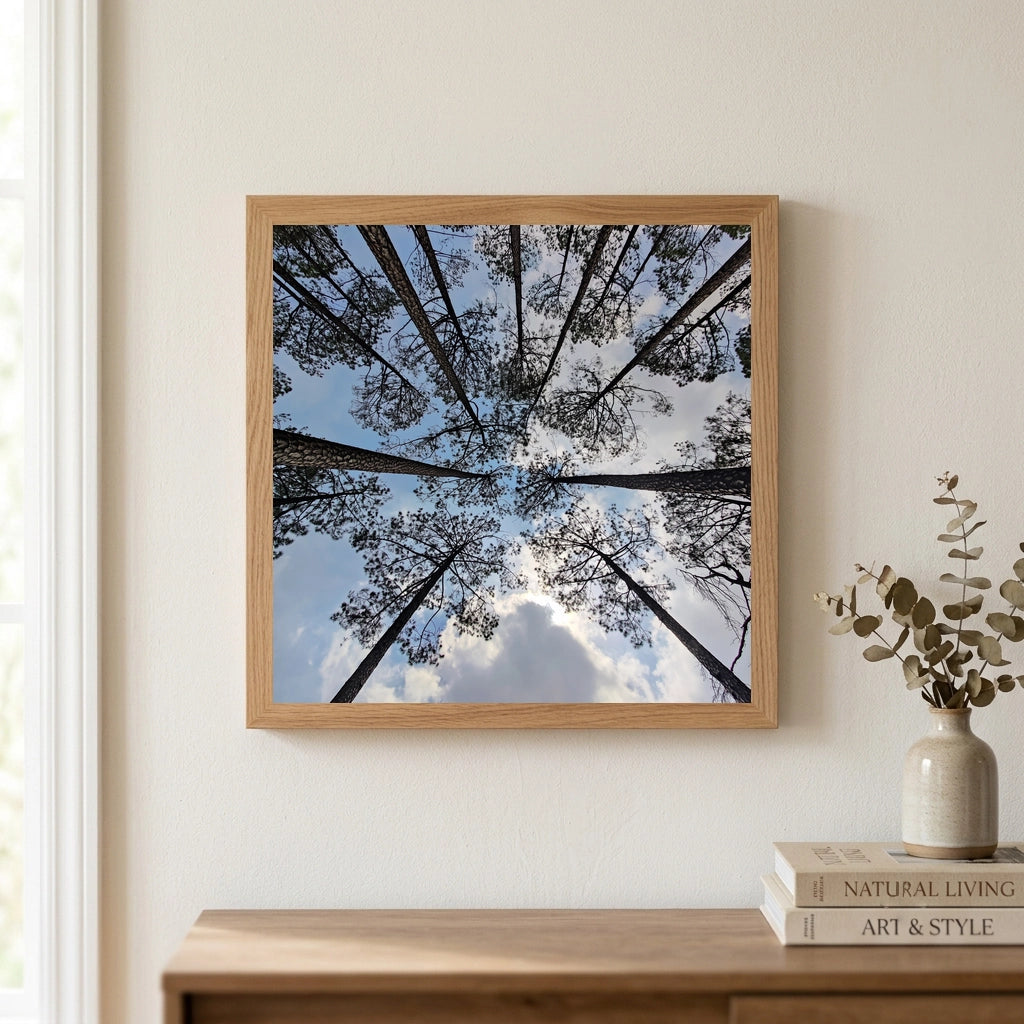 Pine Forest Canopy Overhead