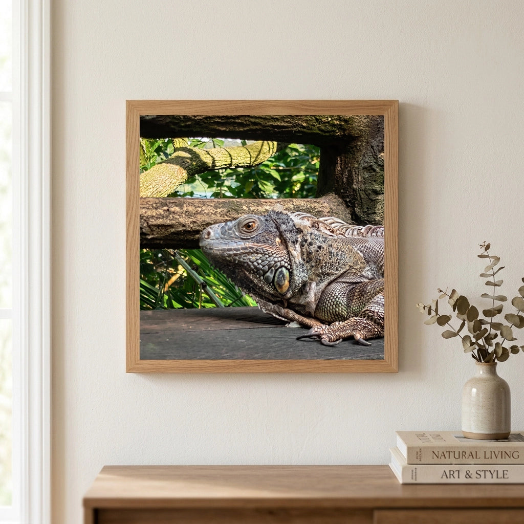 Green Iguana on Weathered Wood