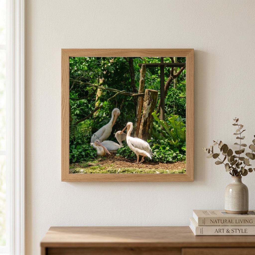 White Pelicans in Green Jungle