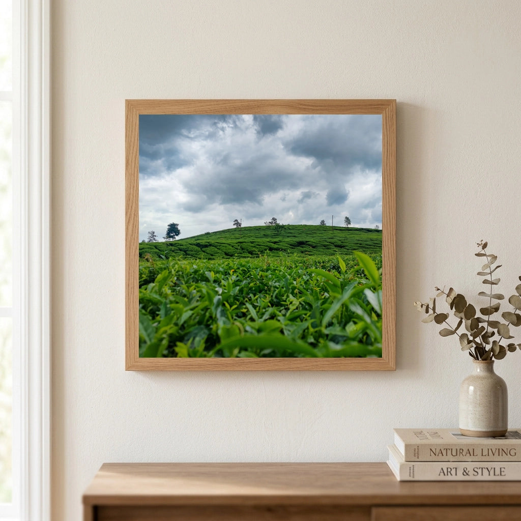 Tea Plantation Under a Storm Sky