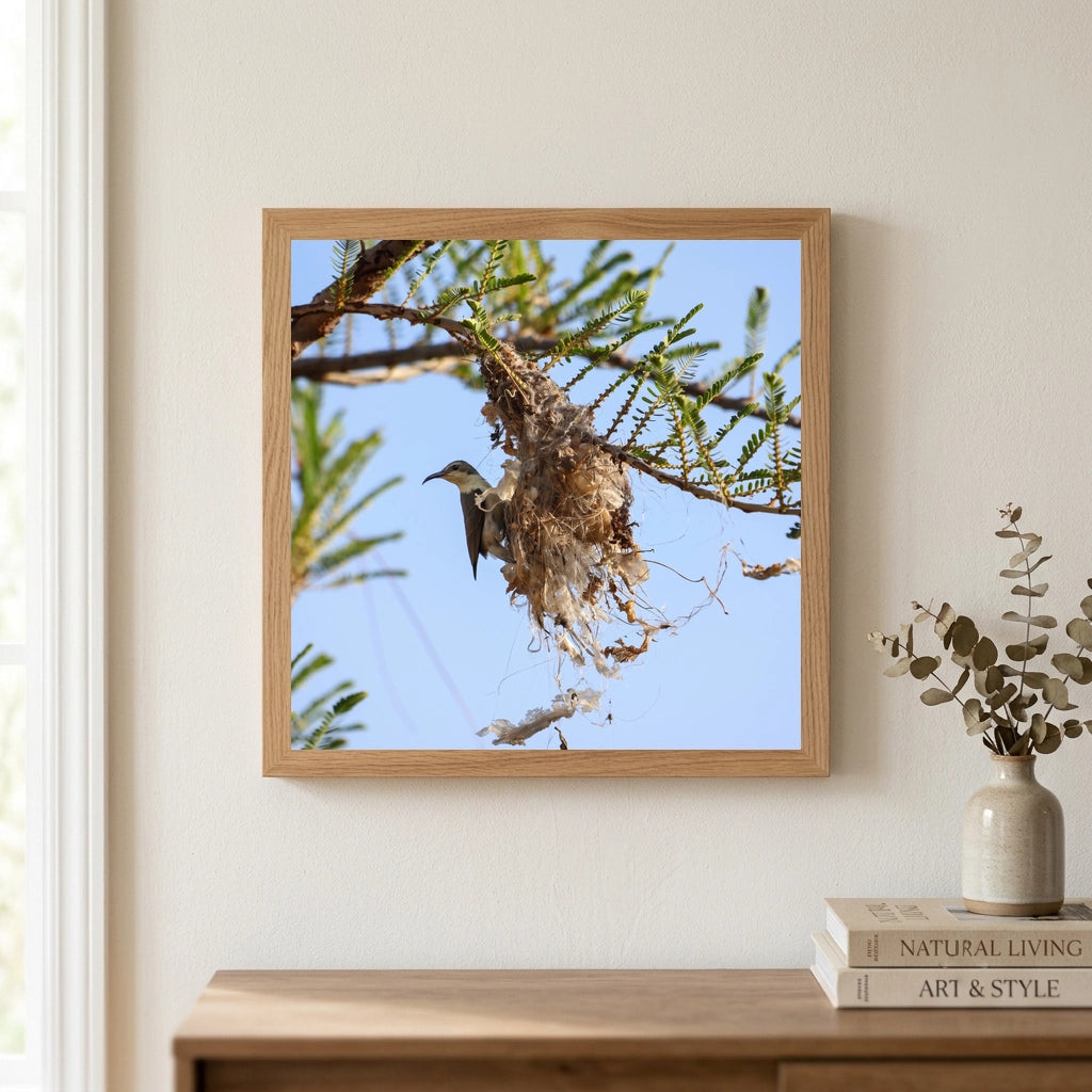 Sunbird at a Woven Nest