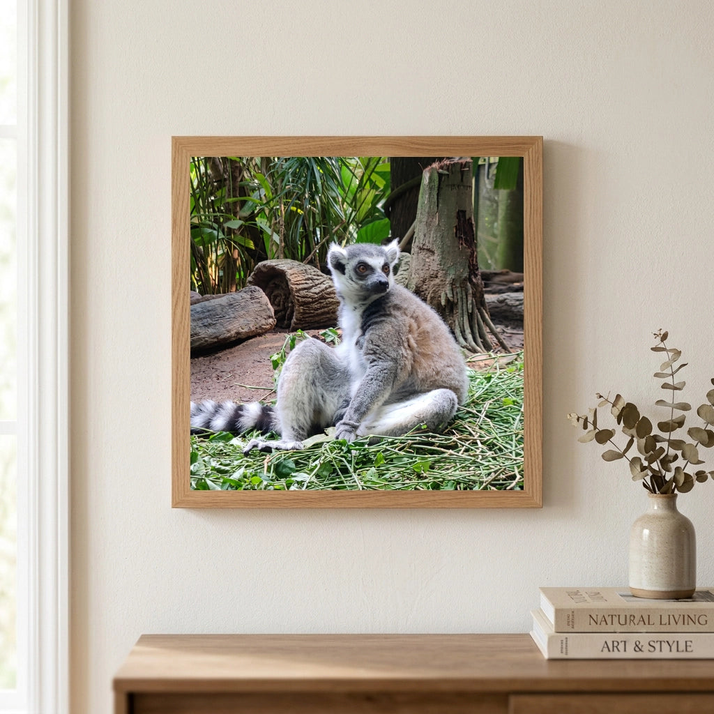 Ring Tailed Lemur Portrait