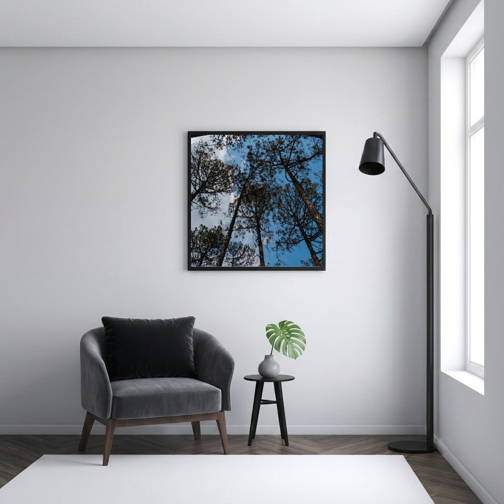 Pine Tree Canopy Blue Sky