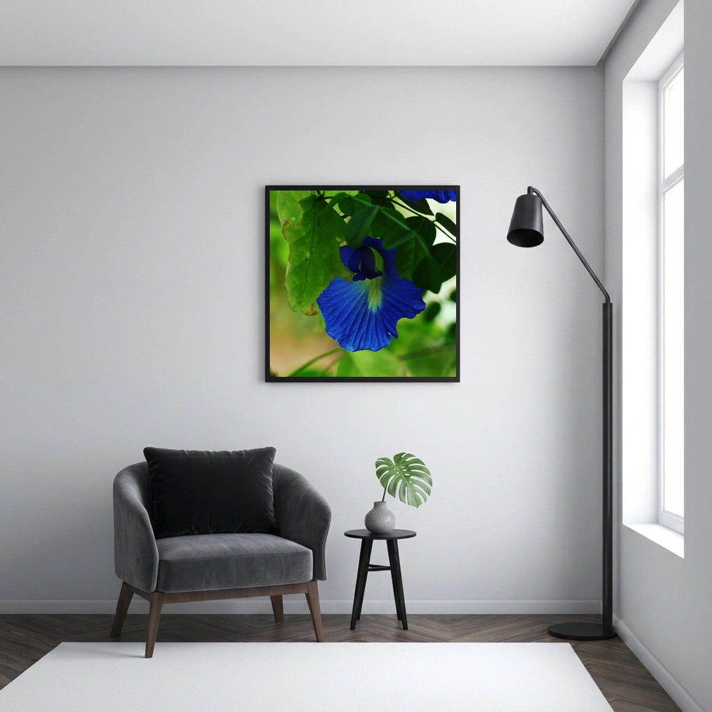 Blue Butterfly Pea Flower