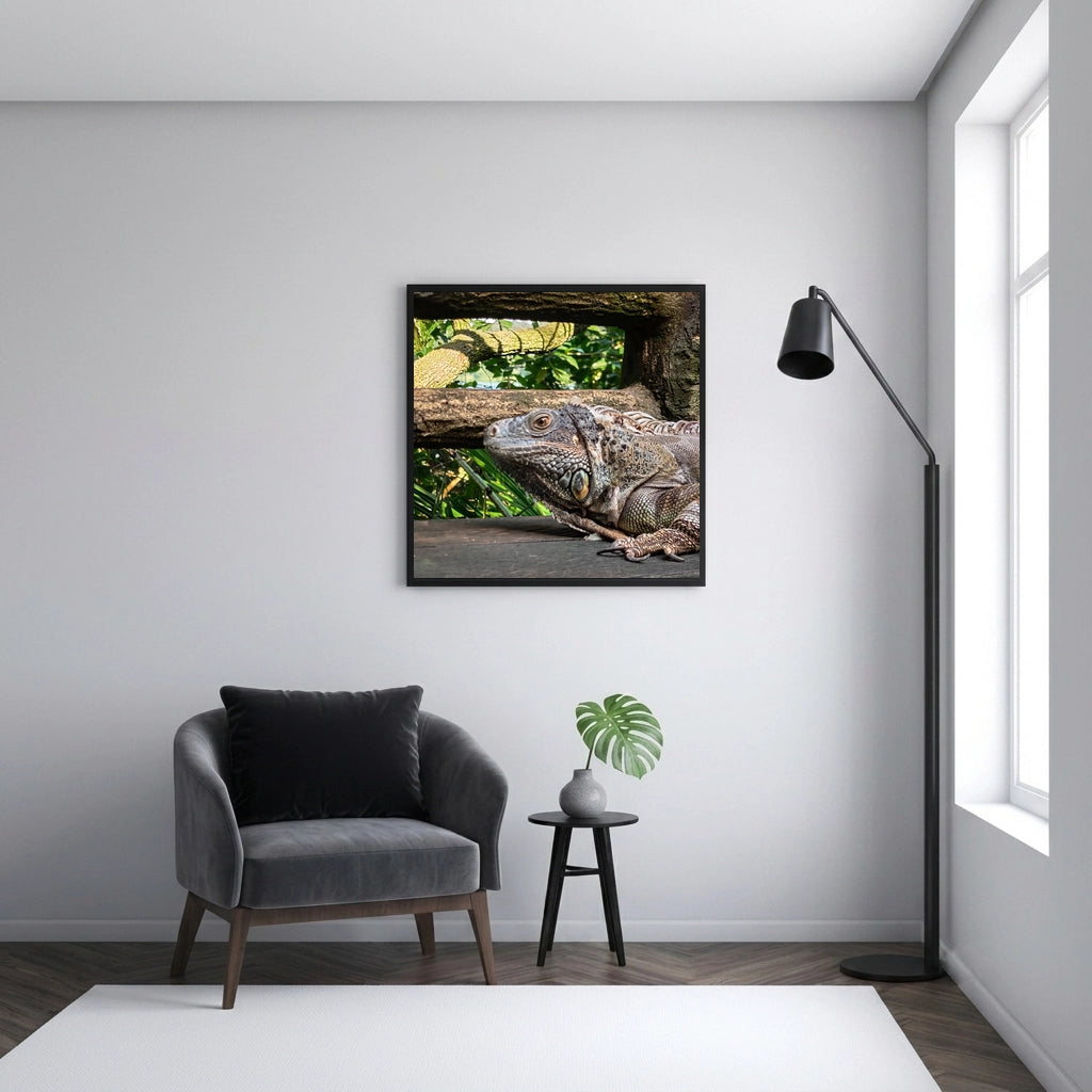Green Iguana on Weathered Wood