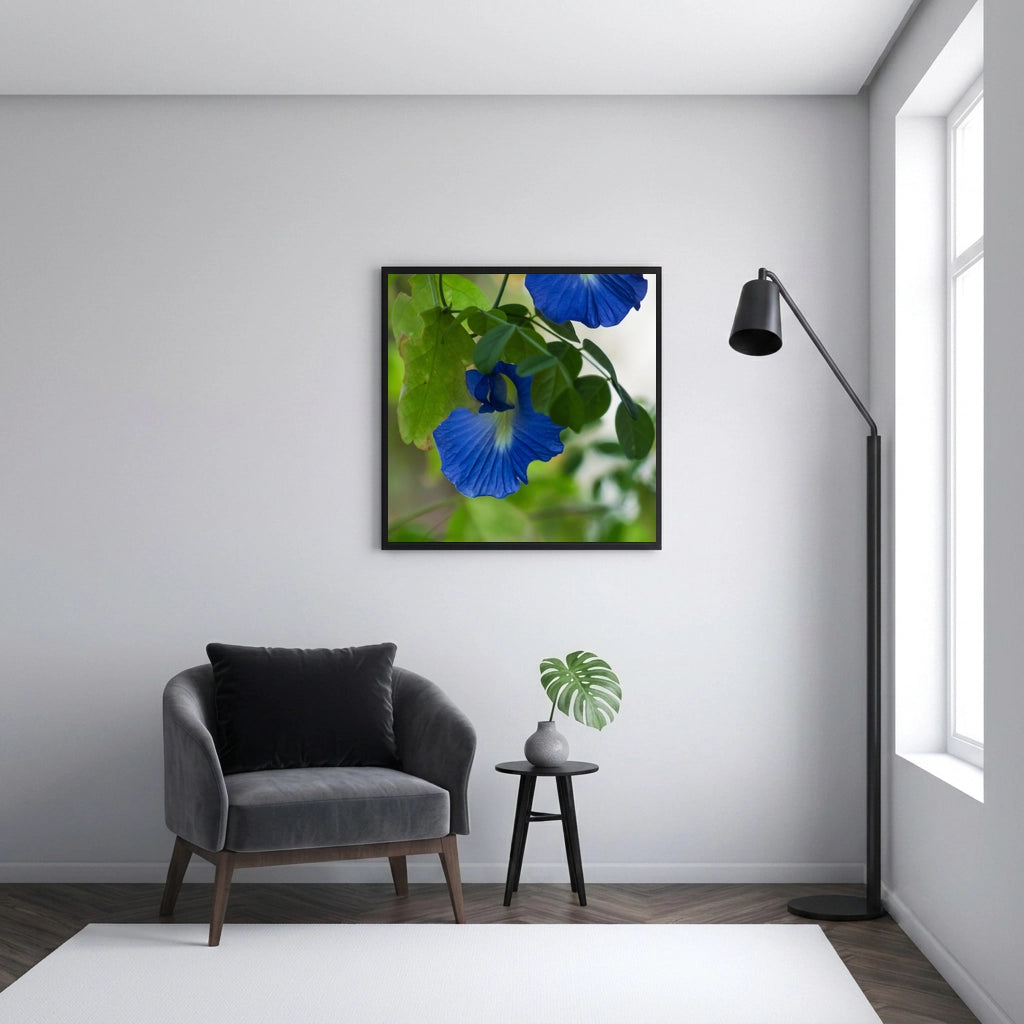 Blue Butterfly Pea Flowers