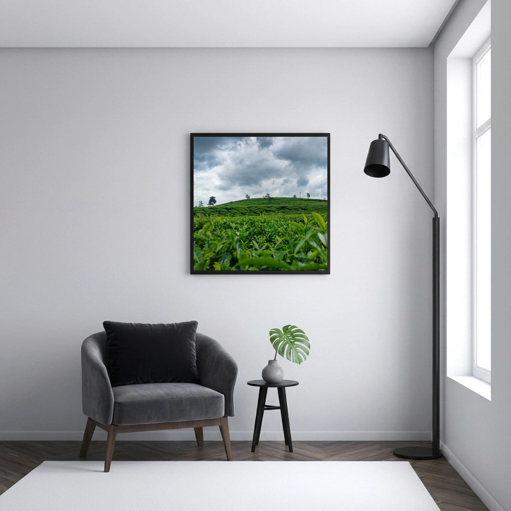 Tea Plantation Under a Storm Sky