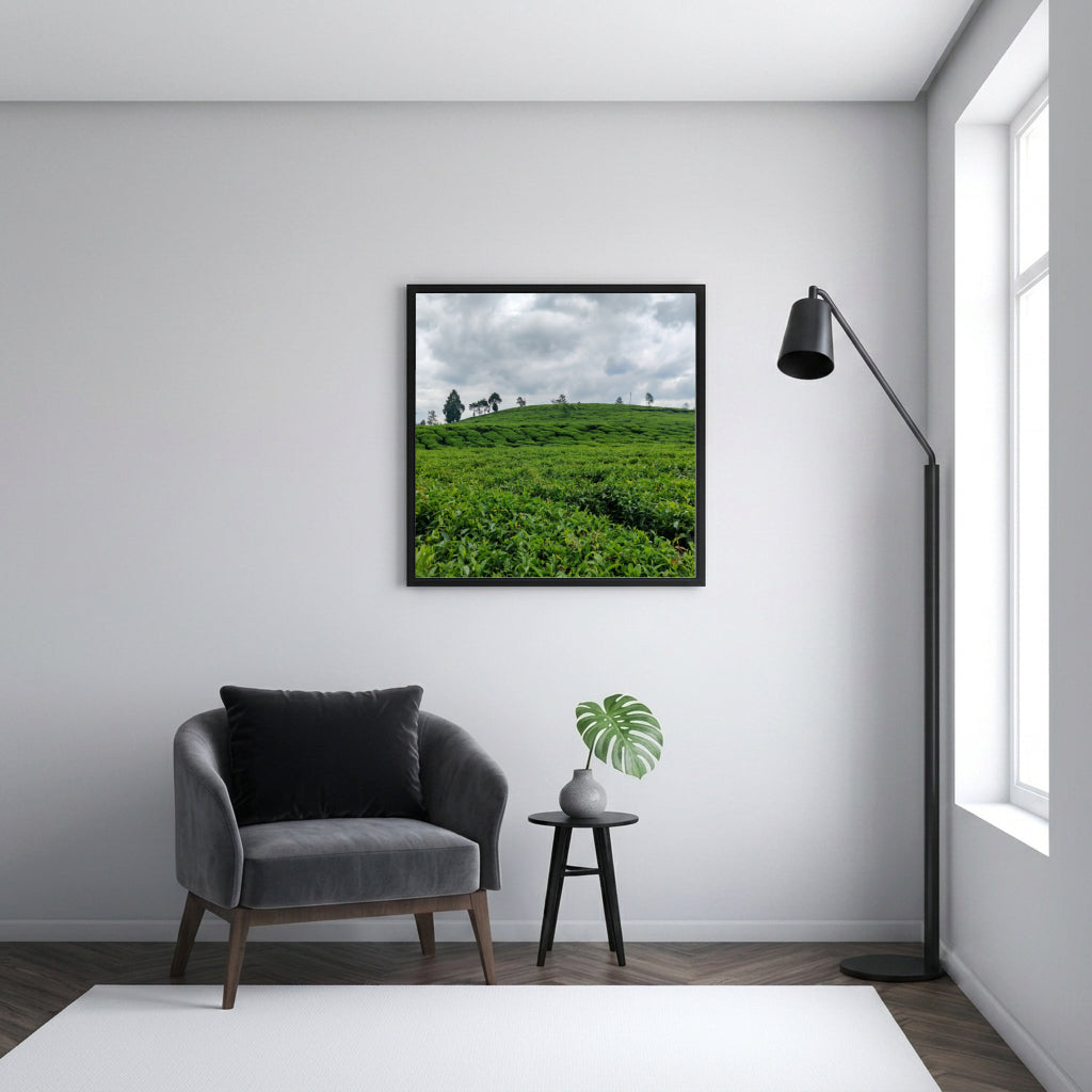Green Tea Plantation Hills