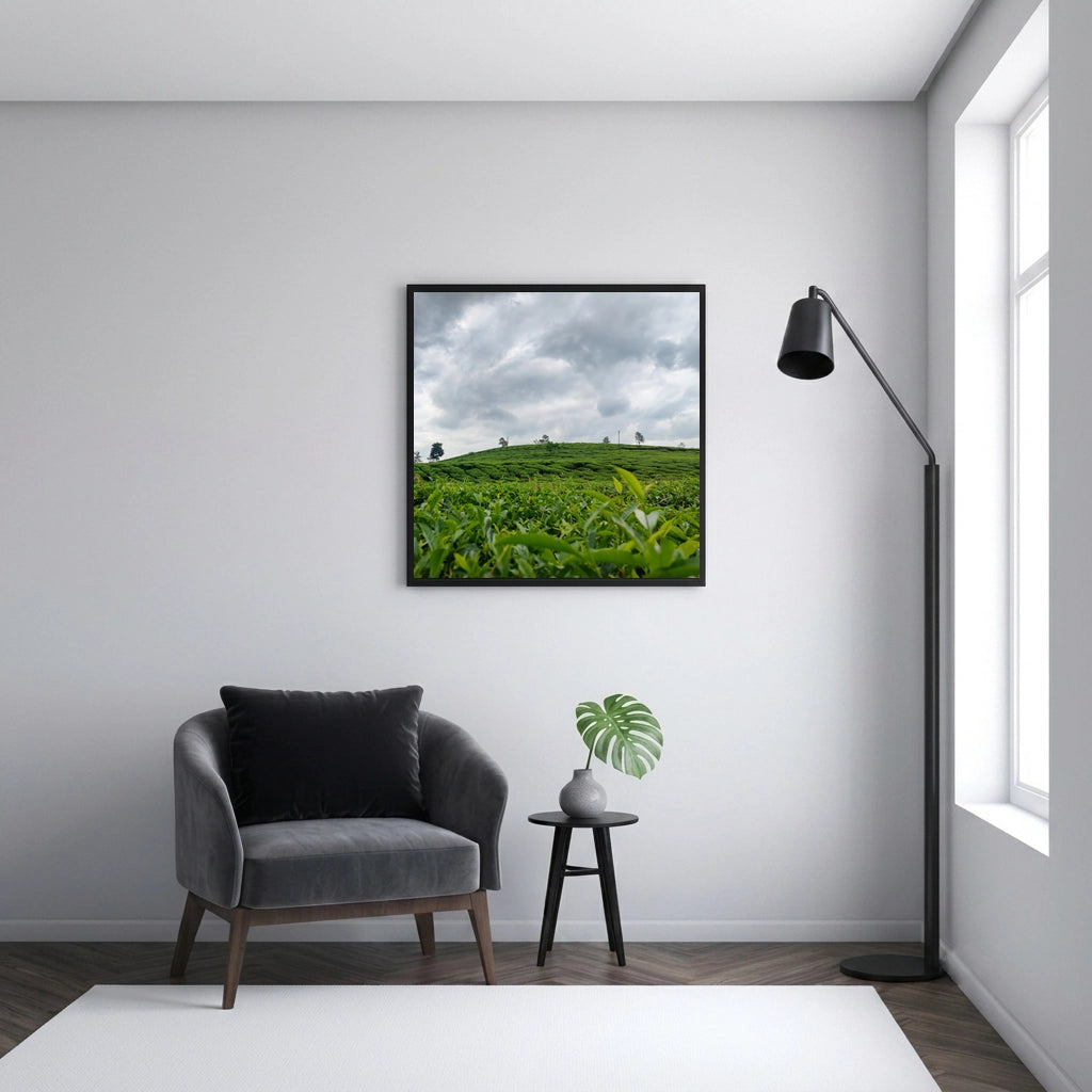 Tea Plantation Under a Cloudy Sky