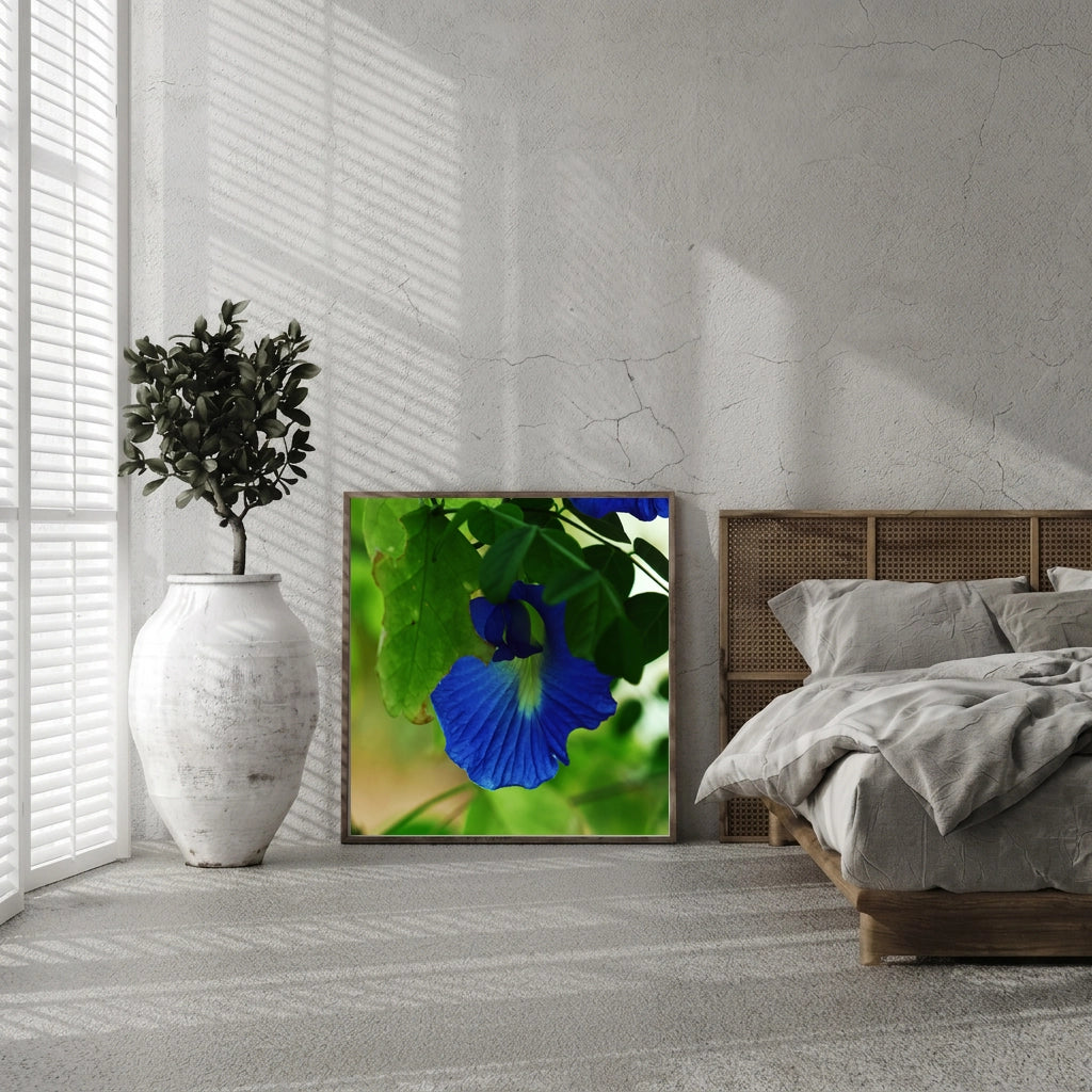 Blue Butterfly Pea Flower