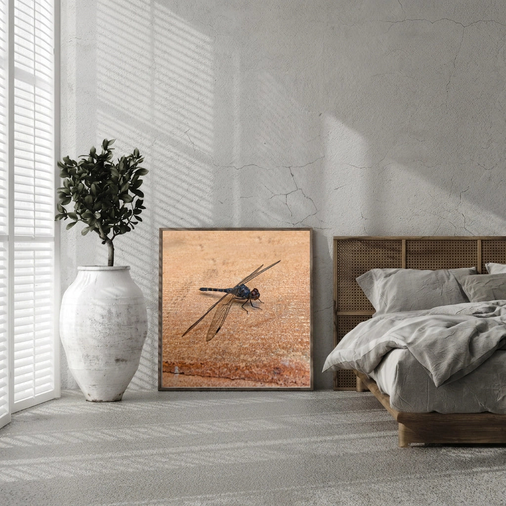 Dragonfly on Warm Stone