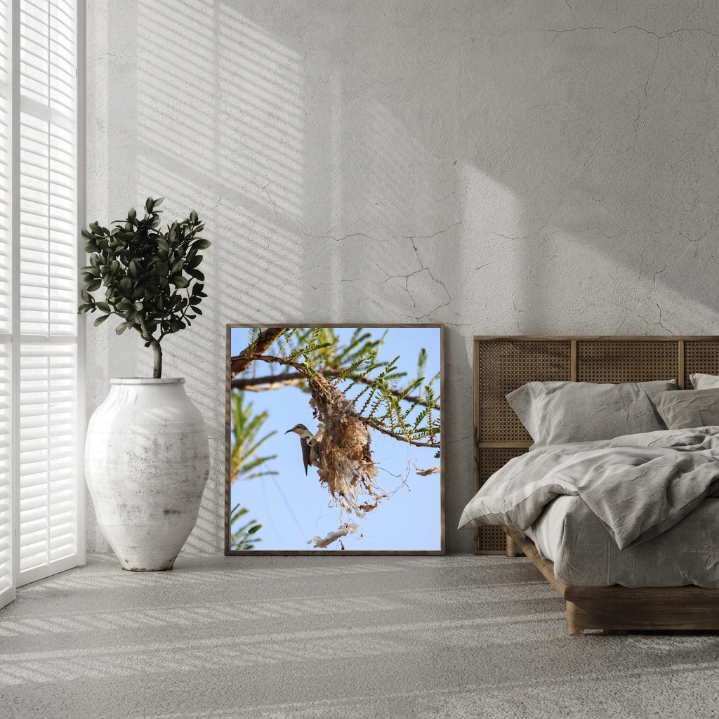 Sunbird at a Woven Nest