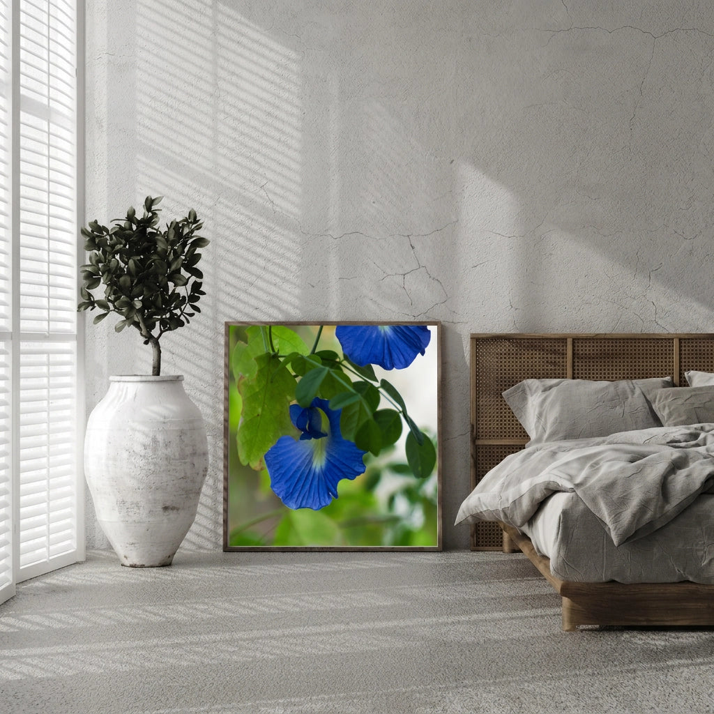 Blue Butterfly Pea Flowers