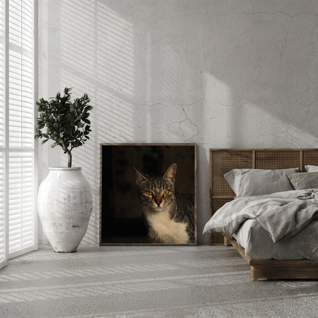 Moody Tabby Cat Portrait