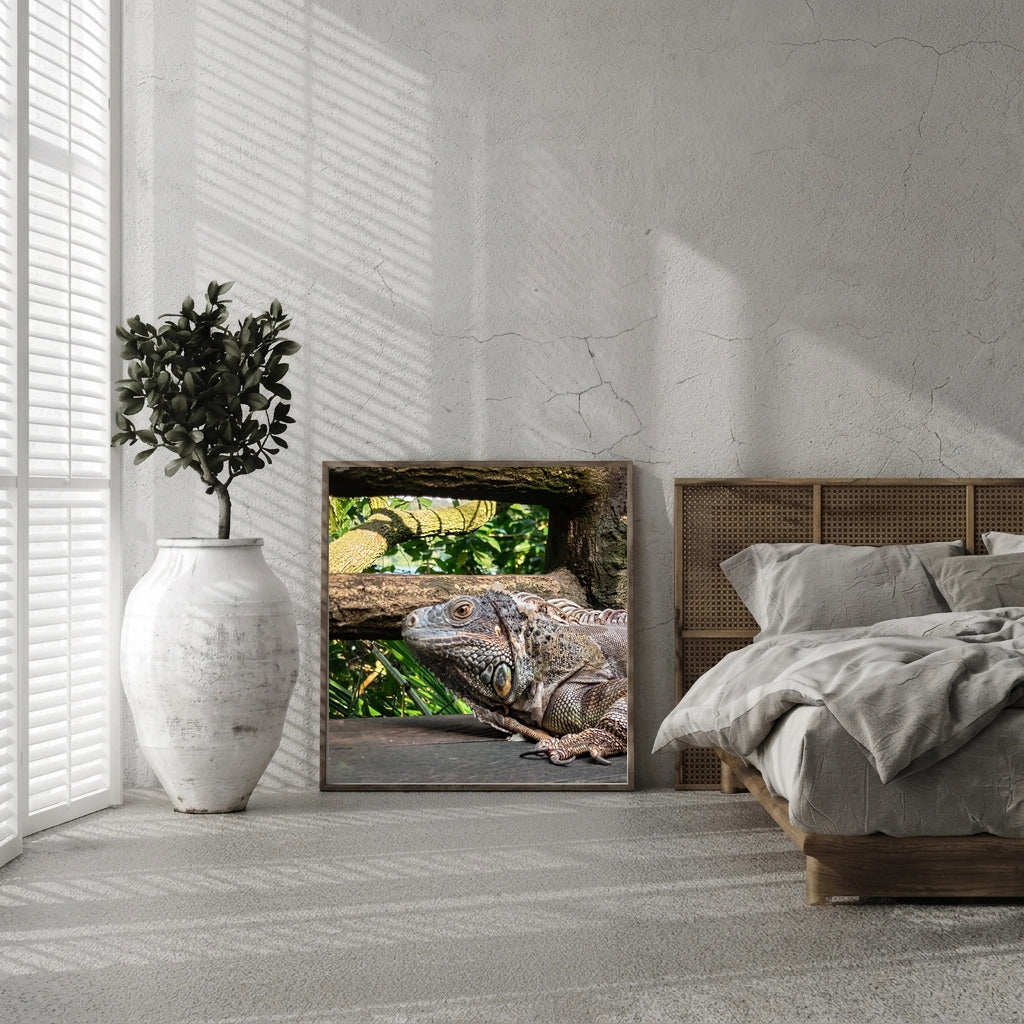Green Iguana on Weathered Wood