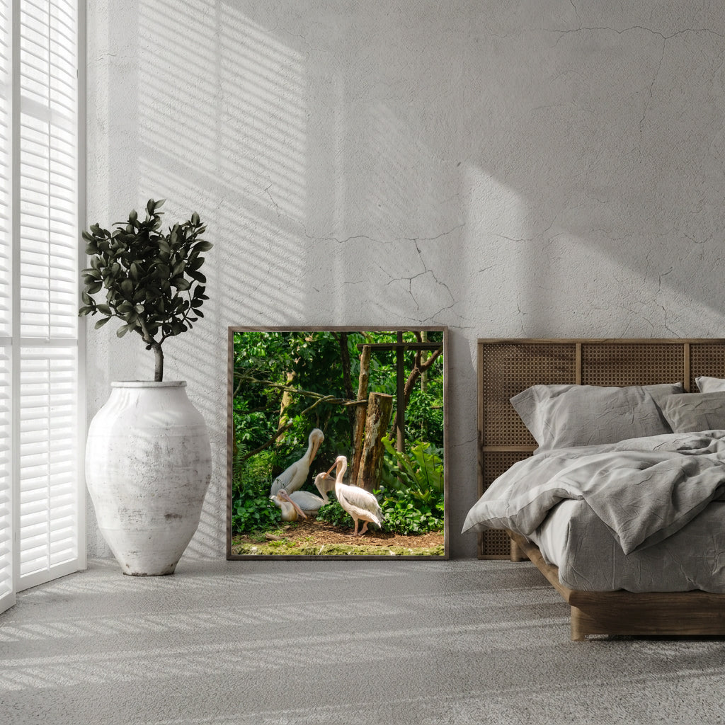 White Pelicans in Green Jungle